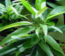 Ficus Binnendijkii